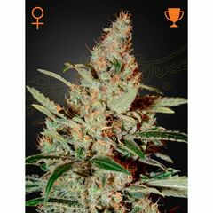Chemdog, Фасовка: 5